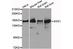 Western blot analysis of extracts of various cell lines, using SOS1 antibody. (SOS1 anticorps  (AA 1034-1333))
