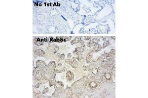 Immunohistochemistry (IHC) image for anti-RAB5C, Member RAS Oncogene Family (Rab5c) (C-Term) antibody (ABIN6254194)