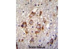 ANKRD34B Antibody (C-term) immunohistochemistry analysis in formalin fixed and paraffin embedded human brain tissue followed by peroxidase conjugation of the secondary antibody and DAB staining. (ANKRD34B anticorps  (C-Term))