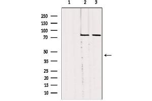 Western blot analysis of extracts from various samples, using SLC27A5 Antibody. (SLC27A5 anticorps  (Internal Region))