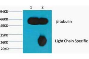 Immunoprecipitation (IP) analysis: 1) Input: Mouse Brain Tissue Lysate. (TUBB anticorps)