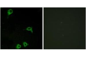 Immunofluorescence analysis of COS7 cells, using EMR2 Antibody. (EMR2 anticorps  (AA 765-814))