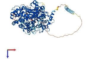 AlphaFold protein structure predicition of Human Recombinant ECEL1 Protein, UniprotID O95672
