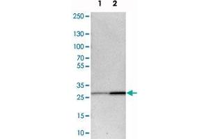 Western blot analysis of cell lysates with BPGM polyclonal antibody  at 1:250-1:500 dilution.