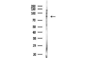 anti-Armadillo Like Helical Domain Containing 4 (ARMH4) antibody