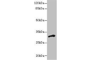 Western blot All lanes: DHRS12 antibody at 1. (DHRS12 anticorps  (AA 1-271))