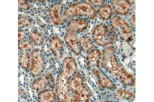 IHC-P analysis of kidney tissue, with DAB staining. (CD90 anticorps  (AA 1-161))