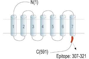Representative domain view of the target of ABIN7884986.