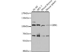 Western blot analysis of extracts of various cell lines, using GEN1 antibody (ABIN6133334, ABIN6141058, ABIN6141059 and ABIN6214098) at 1:1000 dilution. (GEN1 anticorps  (AA 669-908))
