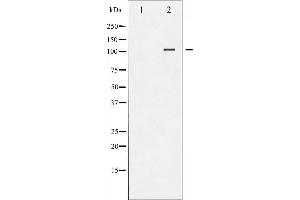 Western blot analysis of NFAT4 phosphorylation expression in HeLa whole cell lysates,The lane on the left is treated with the antigen-specific peptide. (NFATC3 anticorps  (pSer165))