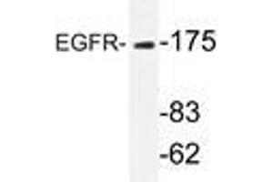 Western blot analyzes of EGFR antibody in extracts from HeLa cells. (EGFR anticorps)
