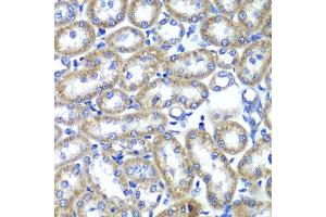 Immunohistochemistry of paraffin-embedded rat kidney using TMED10 antibody at dilution of 1:100 (x40 lens). (TMED10 anticorps)
