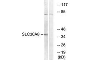 Western blot analysis of extracts from K562 cells, using SLC30A8 Antibody.