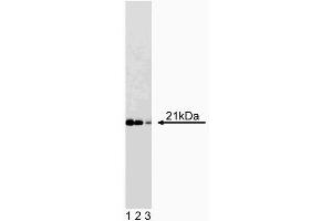 Western blot analysis of Cip1 on a WI-38 cell lysate (Human lung fibroblasts, ATCC CCL-75). (SLC12A9 anticorps  (AA 1-150))