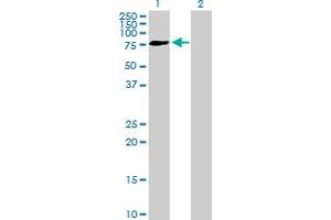 Western Blot analysis of FRMD3 expression in transfected 293T cell line by FRMD3 MaxPab polyclonal antibody. (FRMD3 anticorps  (AA 1-581))