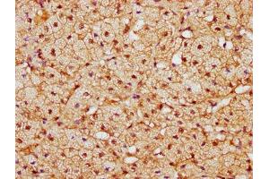 IHC image of ABIN7148764 diluted at 1:300 and staining in paraffin-embedded human adrenal gland tissue performed on a Leica BondTM system. (CAND1 anticorps  (AA 1150-1230))