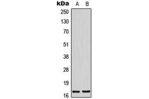 Western blot analysis of BTF3L4 expression in K562 (A), NIH3T3 (B) whole cell lysates. (BTF3L4 anticorps  (Center))