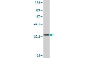 Western Blot detection against Immunogen (36.