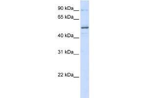 WB Suggested Anti-ZNF275 Antibody Titration:  0. (ZNF275 anticorps  (N-Term))