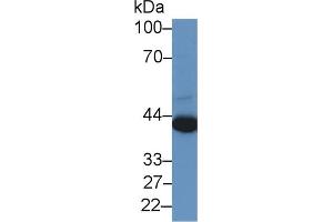 Western Blot; Sample: Human A549 cell lysate; Primary Ab: 2µg/ml Rabbit Anti-Human PRAME Antibody Second Ab: 0. (PRAME anticorps  (AA 416-502))