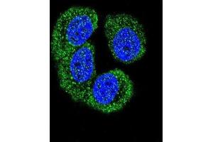 Immunofluorescence (IF) image for anti-Nemo-Like Kinase (NLK) (Thr286) antibody (ABIN3003279)