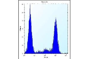 ZCRB1 Antibody (C-term) (ABIN656856 and ABIN2846061) flow cytometric analysis of Neuro-2a cells (right histogram) compared to a negative control cell (left histogram).