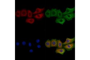ABIN7094356 and ABIN7098403 staining Hela cells by IF/ICC.