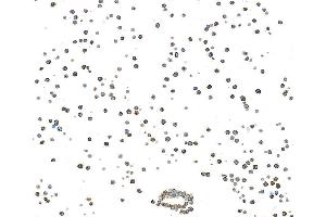 Immunocytochemistry (ICC) image for anti-CD3 epsilon (CD3E) (AA 139-189) antibody (ABIN7454000) (Recombinant CD3 epsilon anticorps  (AA 139-189))