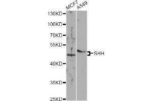 Western blot analysis of extracts of various cell lines, using SHH antibody (ABIN5975790) at 1/1000 dilution. (Sonic Hedgehog anticorps)