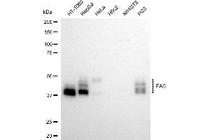 Western blotting analysis using FAS antibody (ABIN7800561). (Recombinant FAS anticorps)