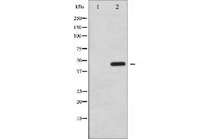 Western blot analysis of PTP1B phosphorylation expression in UV treated COS7 whole cell lysates,The lane on the left is treated with the antigen-specific peptide.