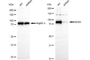 Western blotting analysis using MCM5 antibody (ABIN7799420). (Recombinant MCM5 anticorps)