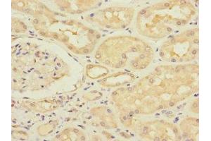 Immunohistochemistry of paraffin-embedded human kidney tissue using ABIN7171183 at dilution of 1:100 (HERV-FRD Provirus Ancestral Env Polyprotein (Herv-frd) (AA 16-250) anticorps)