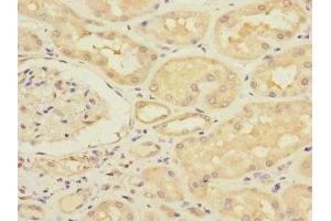 Immunohistochemistry of paraffin-embedded human kidney tissue using ABIN7171183 at dilution of 1:100 (HERV-FRD Provirus Ancestral Env Polyprotein (Herv-frd) (AA 16-250) anticorps)