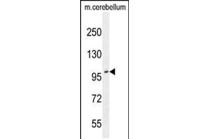 Western blot analysis in mouse cerebellum tissue lysates (35ug/lane). (ADAMTS10 anticorps  (N-Term))