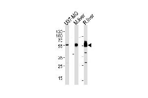 HMGCS1 Antibody (Center) (ABIN390595 and ABIN2840913) western blot analysis in U87-MG cell line,mouse liver and rat liver lysates (35 μg/lane). (HMGCS1 anticorps  (AA 290-317))