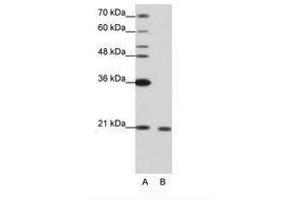 Image no. 2 for anti-RNA Binding Motif Protein 8A (RBM8A) (N-Term) antibody (ABIN202040) (RBM8A anticorps  (N-Term))