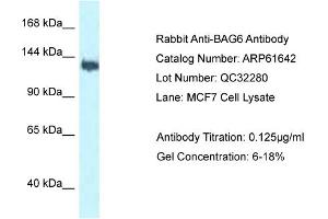Western Blotting (WB) image for anti-Large Proline-Rich Protein BAT3 (BAT3) (C-Term) antibody (ABIN2788860) (BAT3 anticorps  (C-Term))
