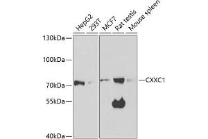 Western blot analysis of extracts of various cell lines, using CXXC1 antibody (ABIN6130102, ABIN6139292, ABIN6139295 and ABIN6221504) at 1:1000 dilution. (CXXC1 anticorps  (AA 1-210))