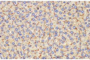 Immunohistochemistry of paraffin-embedded Rat liver using Ceacam1 Polycloanl Antibody at dilution of 1:200 (CEACAM1 anticorps)