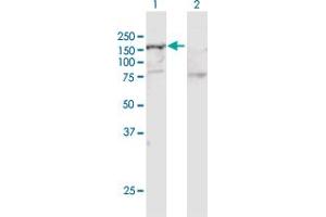 Western Blot analysis of SMARCA5 expression in transfected 293T cell line by SMARCA5 MaxPab polyclonal antibody. (SMARCA5 anticorps  (AA 1-1052))