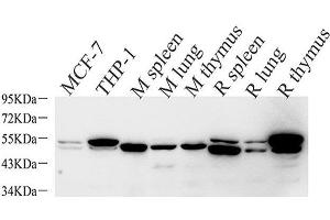 Western Blot analysis of various samples using CASP1 Polyclonal Antibody at dilution of 1:1000. (Caspase 1 anticorps)