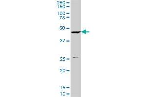 KLF10 monoclonal antibody (M03), clone 4F9.