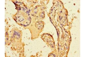 Immunohistochemistry of paraffin-embedded human placenta tissue using ABIN7152778 at dilution of 1:100