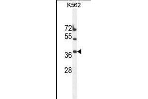 TMEM150B Antibody (N-term) (ABIN655346 and ABIN2844909) western blot analysis in K562 cell line lysates (35 μg/lane). (TMEM150B anticorps  (N-Term))