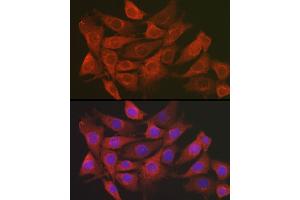 Immunofluorescence analysis of NIH/3T3 cells using SCRN1 Rabbit pAb (ABIN7270175) at dilution of 1:100 (40x lens).