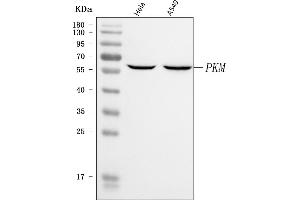 Western blot analysis of PKM2 using anti-PKM2 antibody (ABIN3042933).