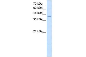 FADS1 antibody used at 2. (FADS1 anticorps  (C-Term))