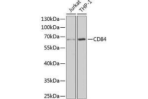 Western blot analysis of extracts of various cell lines, using CD84 antibody (ABIN6132251, ABIN6138235, ABIN6138236 and ABIN6222077) at 1:1000 dilution. (CD84 anticorps  (AA 22-225))