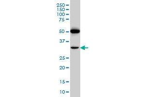 Image no. 3 for anti-Prostacyclin Receptor (PTGIR) (AA 296-387) antibody (ABIN465964) (Prostacyclin Receptor anticorps  (AA 296-387))